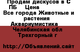 Продам дискусов в С-ПБ. › Цена ­ 3500-4500 - Все города Животные и растения » Аквариумистика   . Челябинская обл.,Трехгорный г.